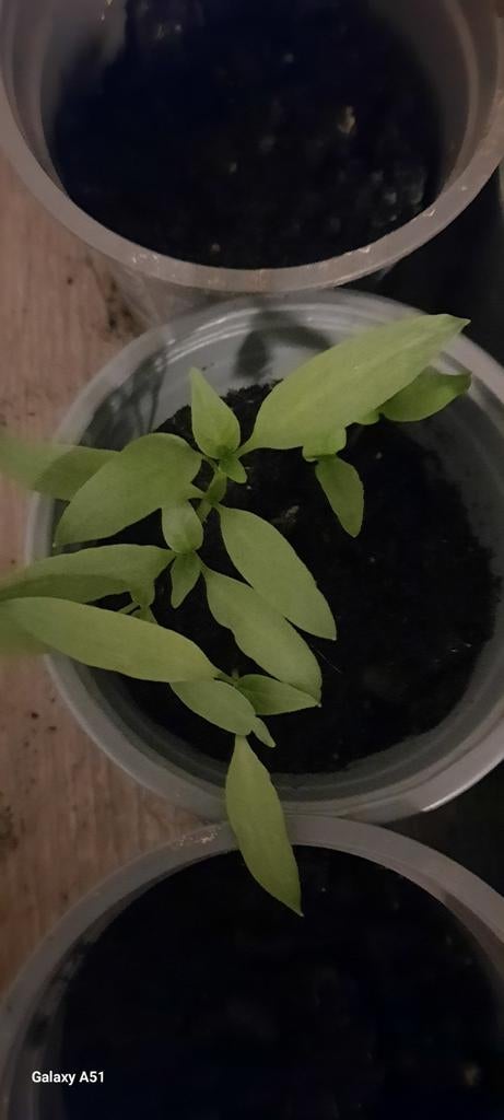 plants de légumes, Maison & Meubles, Plantes d'intérieur, Enlèvement