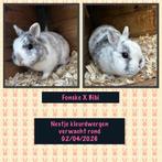 Nestje verwacht ( Kleurdwerg), Nain