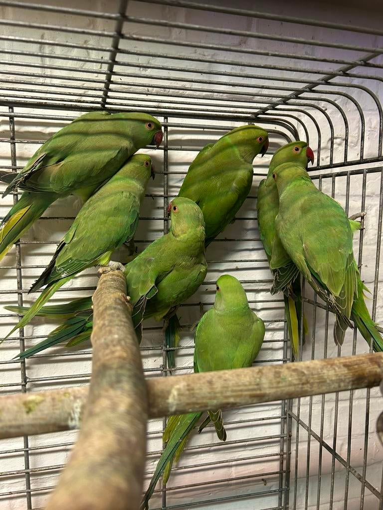 Halsbandparkiet, Dieren en Toebehoren, Vogels | Parkieten en Papegaaien, Parkiet