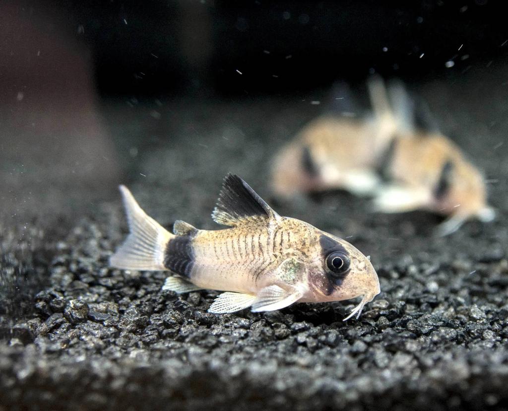 Panda corydoras, Dieren en Toebehoren, Vissen | Aquariumvissen, Zoetwatervis, Vis, Schoolvis