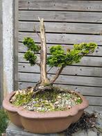 Pré bonsai, Jardin & Terrasse, Plantes | Arbres, Enlèvement