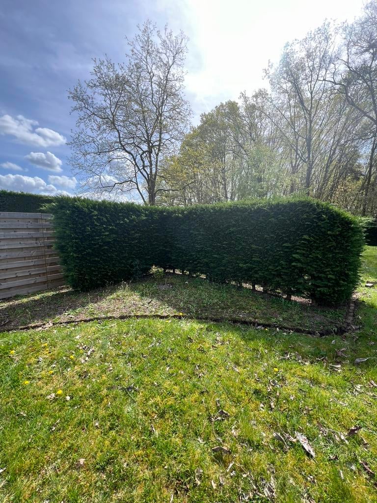 GRATIS coniferenhaag, Tuin en Terras, Ophalen, Haag