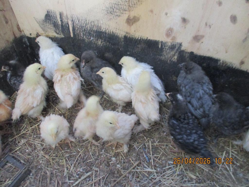 kuikens legkip en Brahma groothoeder, Dieren en Toebehoren, Pluimvee, Kip