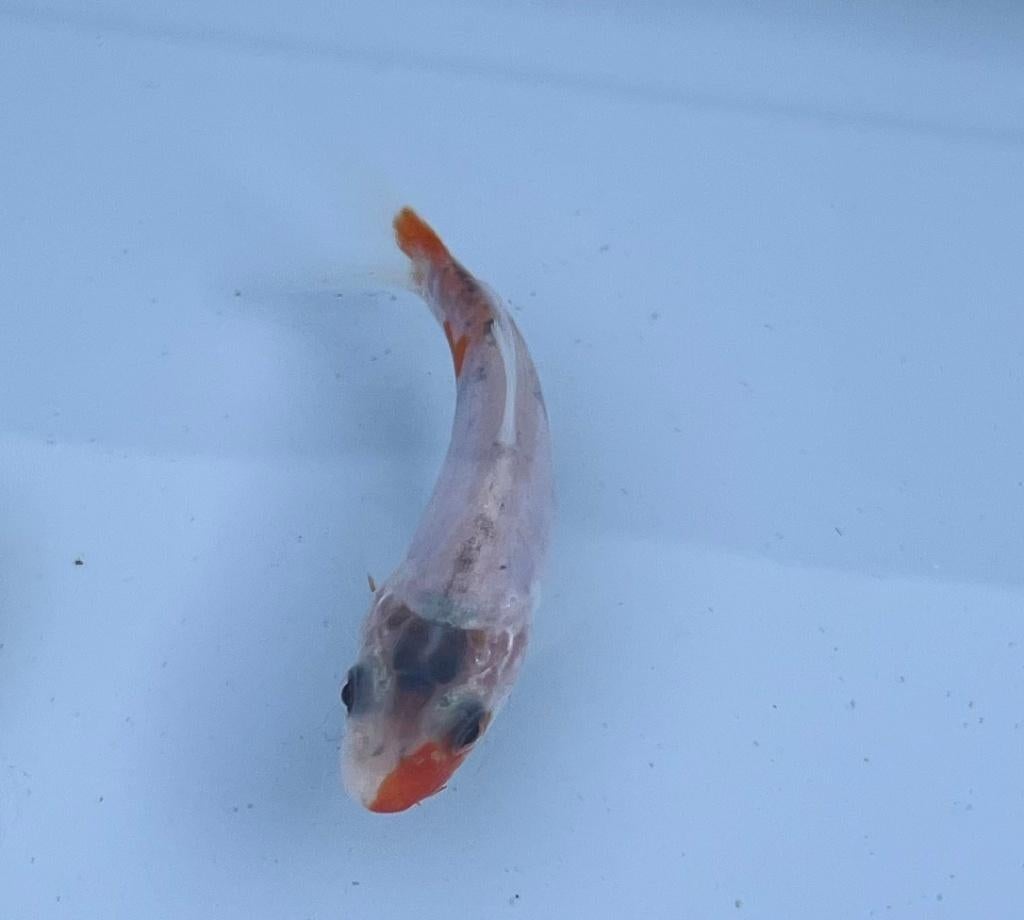 Koi van 6cm - Leuk patroon voor in een kleinere vijver, Dieren en Toebehoren, Karper of Koi