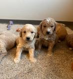 Beaux chiots Goldendoodle (golden retriever x caniche), Animaux & Accessoires, Golden retriever, Plusieurs, Hépatite contagieuse (maladie de Rubarth)
