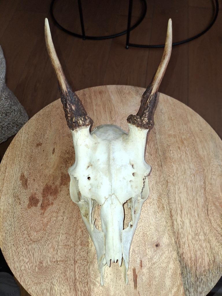 Klein geweitje damhert, Ophalen, Zo goed als nieuw, Hert, Gewei of Kop