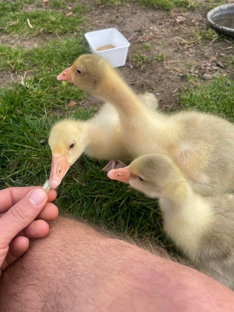 Volledig tamme boerenganzen., Dieren en Toebehoren, Vogels | Parkieten en Papegaaien