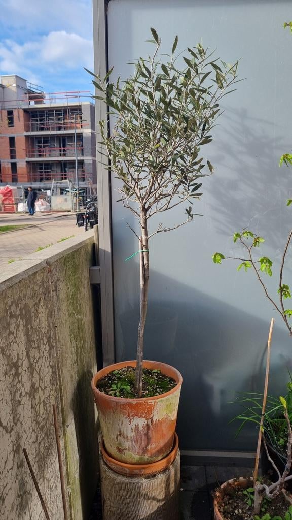 Olijfboom in keramische pot, Tuin en Terras, Ophalen, Olijfboom