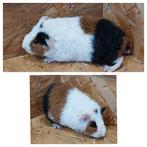 Us teddy cavia's. Cavia, Dieren en Toebehoren, Knaagdieren, Februari, Cavia