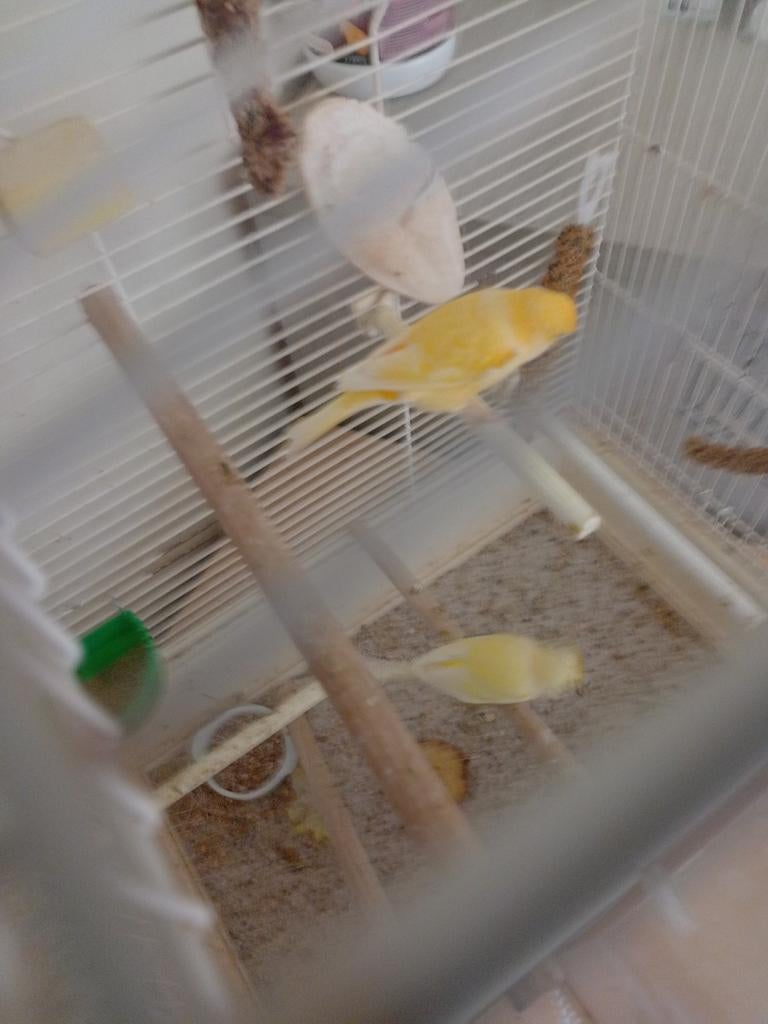 Kweek rijp koppel gele waterslagers kanaries, Dieren en Toebehoren, Vogels | Kanaries