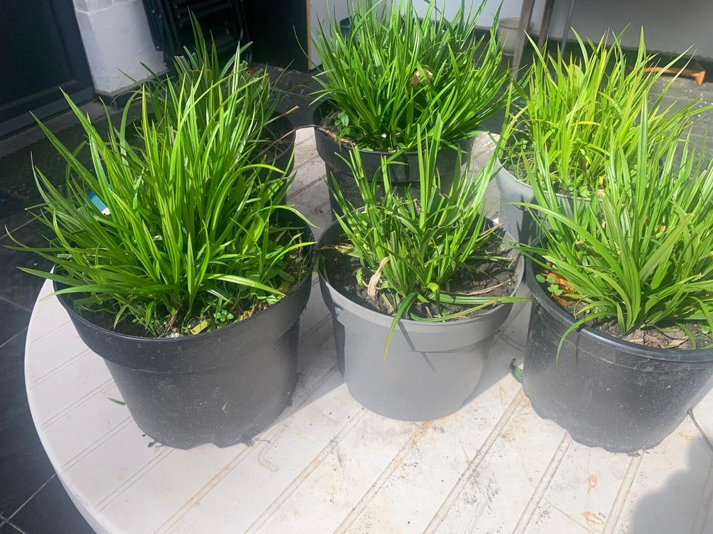 Siergrassen, Tuin en Terras, Planten | Tuinplanten, Ophalen, Siergrassen