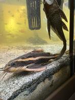 Aquarium vissen, Dieren en Toebehoren, Vis, Zoetwatervis