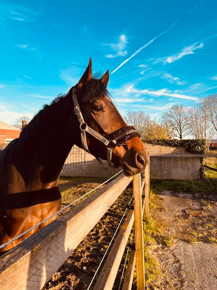Veelbelovende 4-jarige ruin met springpotentieel, Dieren en Toebehoren, Paarden, Ruin, Zadelmak, 160 tot 165 cm, 3 tot 6 jaar