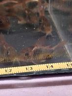 Corydoras aeneus (osteogaster aeneus), Animaux & Accessoires, Poisson, Poisson d'eau douce