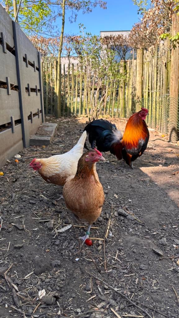 Trio waasse kriel, Dieren en Toebehoren, Pluimvee
