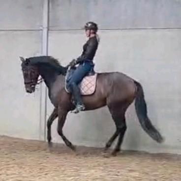 Dressuur merrie, Dieren en Toebehoren, Paarden en Pony's | Verzorgingsproducten, Ophalen