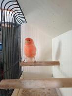 vogels, Femelle, Canari de couleur