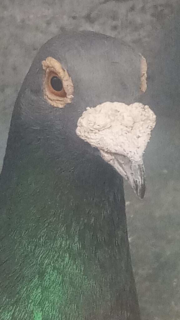 Meerdere koppels postduiven, Meerdere dieren, Postduif