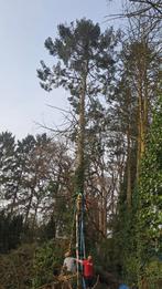 Bomen vellen, Ophalen of Verzenden