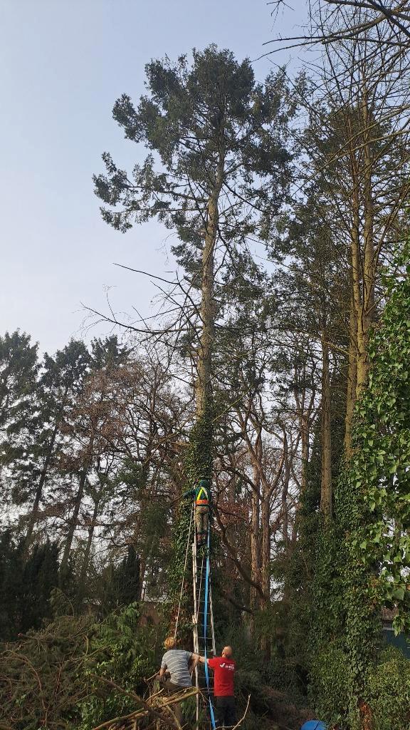 Bomen vellen, Jardin & Terrasse, Bois de chauffage, Enlèvement ou Envoi