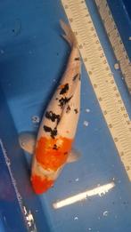 Doitsu sanke koi 57cm