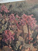 Schoenlappersplant, Tuin en Terras, Ophalen