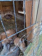 Konijn jongen en oude