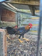 Kempische leghorn patrijs gekleurd (jong, vorig jaar) haan, Dieren en Toebehoren