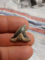 Hemipristis serra, haaientand, Ophalen of Verzenden