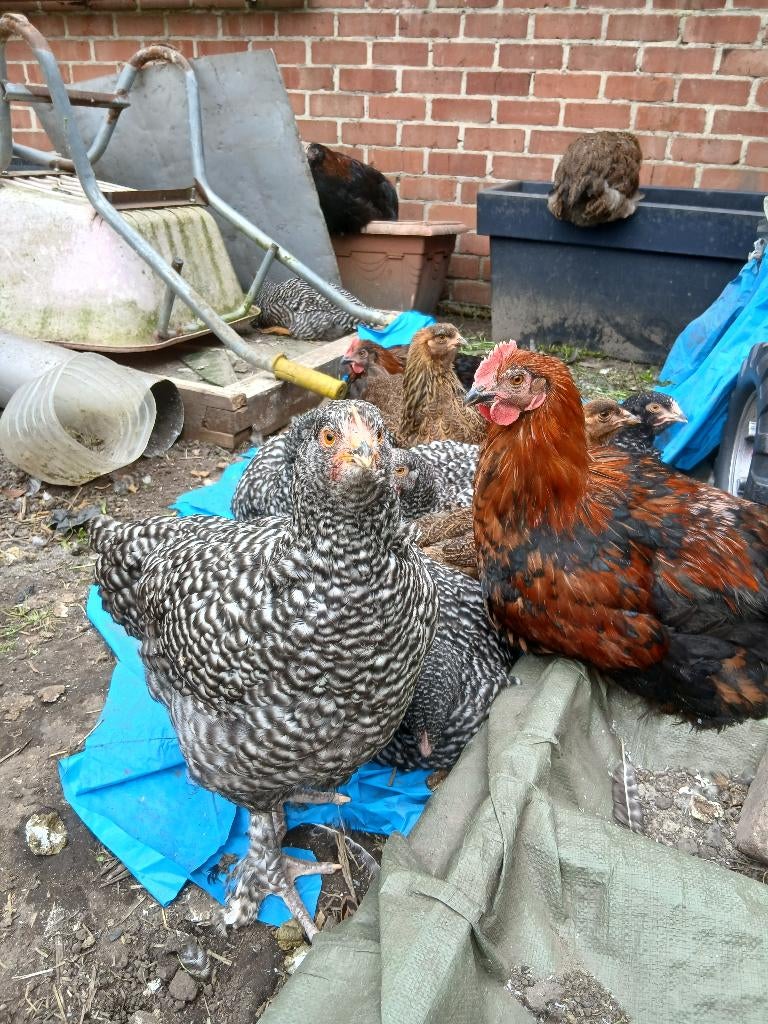 Kippen 10€  per kip, Dieren en Toebehoren, Vrouwelijk, Kip