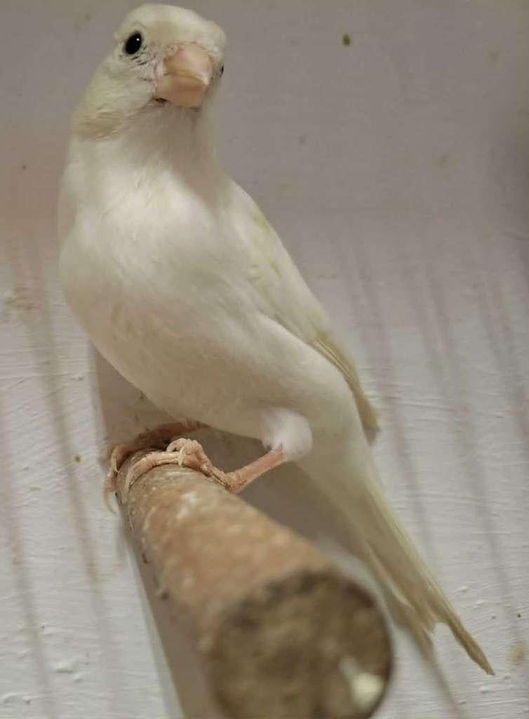 mooie kanaries (mannen), Dieren en Toebehoren