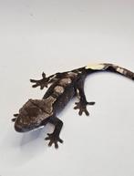 Axanthic wimpergekko man, Hagedis, Tam, 0 tot 2 jaar