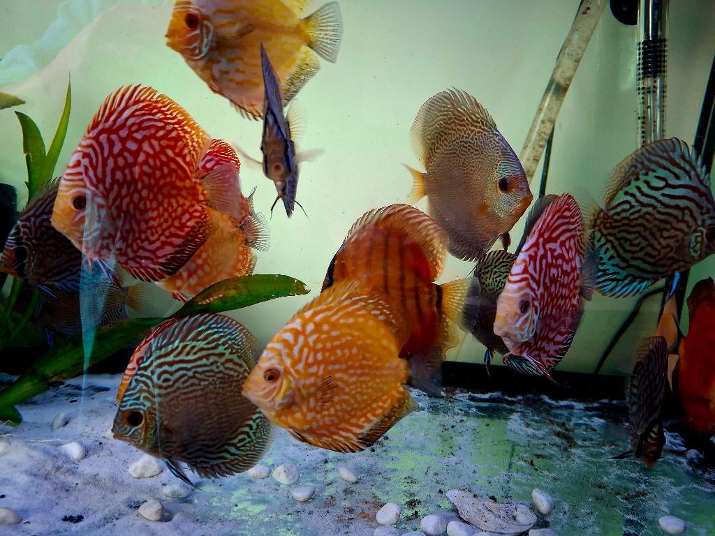 Discus vissen., Enlèvement