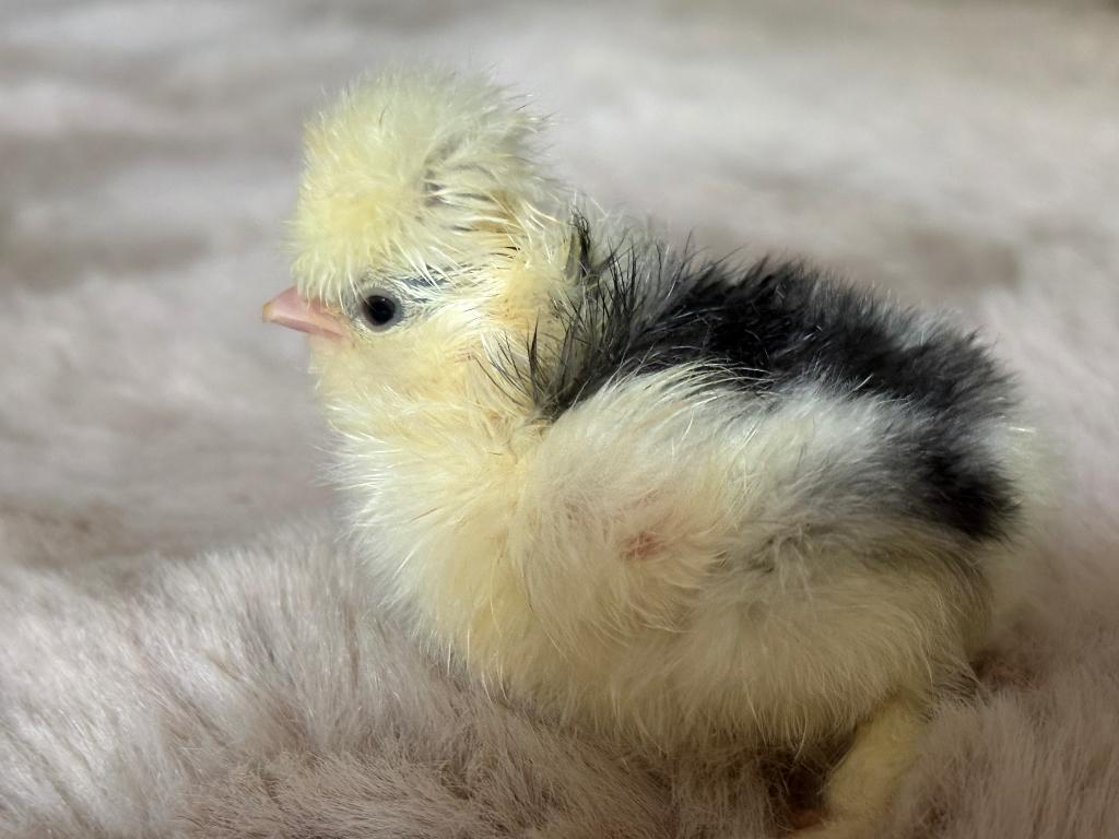 Broedeieren USA zijdehoenen, Sexe inconnu, Poule ou poulet