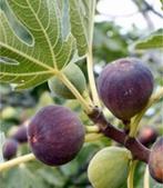 Figuiers 100% BIO (chacun pour 20 euros) Hardy ! ! !, Enlèvement