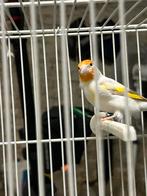 couples intermédiaire, Animaux & Accessoires, Plusieurs animaux, Oiseau chanteur sauvage, Bagué