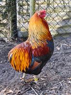 Broedeieren Araucana ,blauwleggers, Dieren en Toebehoren, Pluimvee