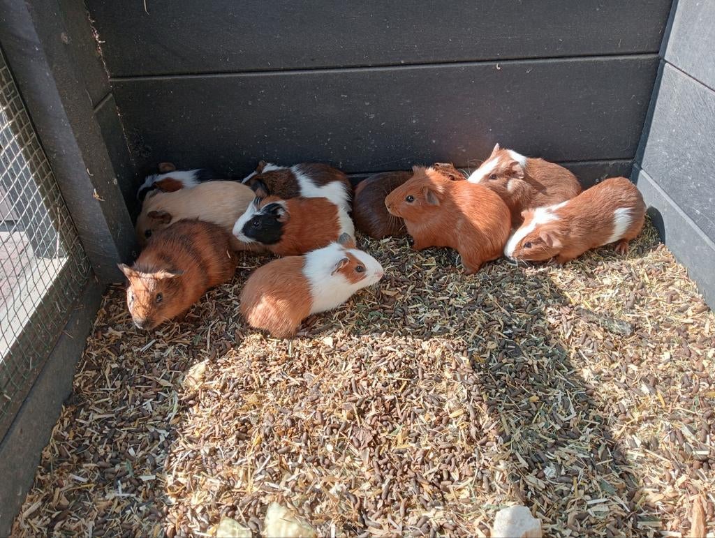 Jonge cavia zeugjes en beertjes, Dieren en Toebehoren, Knaagdieren, Meerdere dieren, Cavia, Maart, Tam