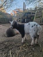 Dwerggeit bokje te koop, Animaux & Accessoires, Avril, Mâle