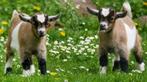 Gezocht 2 mini dwerggeitjes (miekes), Dieren en Toebehoren, Schapen, Geiten en Varkens