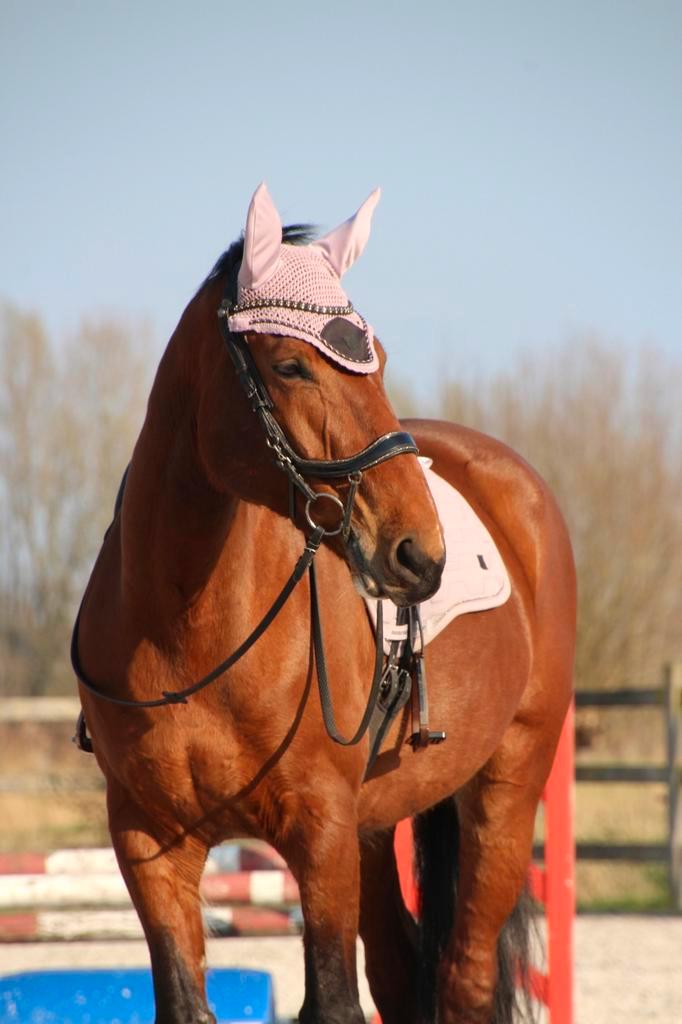Brave BWP springmerrie, Dieren en Toebehoren, Paarden, Merrie