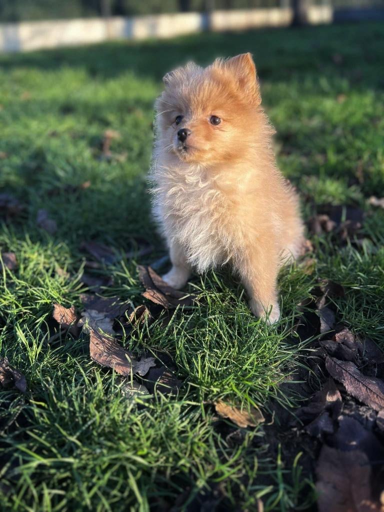 Nains belges à vendre, Animaux & Accessoires, Chiens | Huskys, Loulous & Types primitifs, Loulou, Plusieurs, Hépatite contagieuse (maladie de Rubarth)