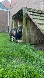 Dwerggeit bokje, Dieren en Toebehoren, Mannelijk, Geit, 0 tot 2 jaar