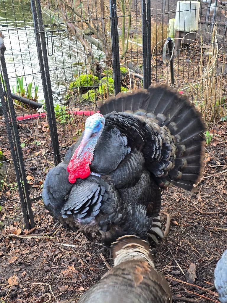 Broedeieren kalkoen, Geslacht onbekend, Kalkoen