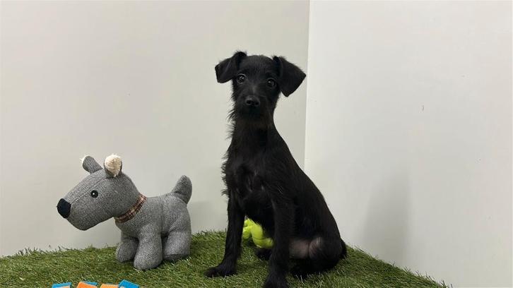 Kruising Teckel x Yorkshire Terrier pups, Dieren en Toebehoren, Honden | Niet-rashonden, Meerdere dieren, Fokker | Professioneel