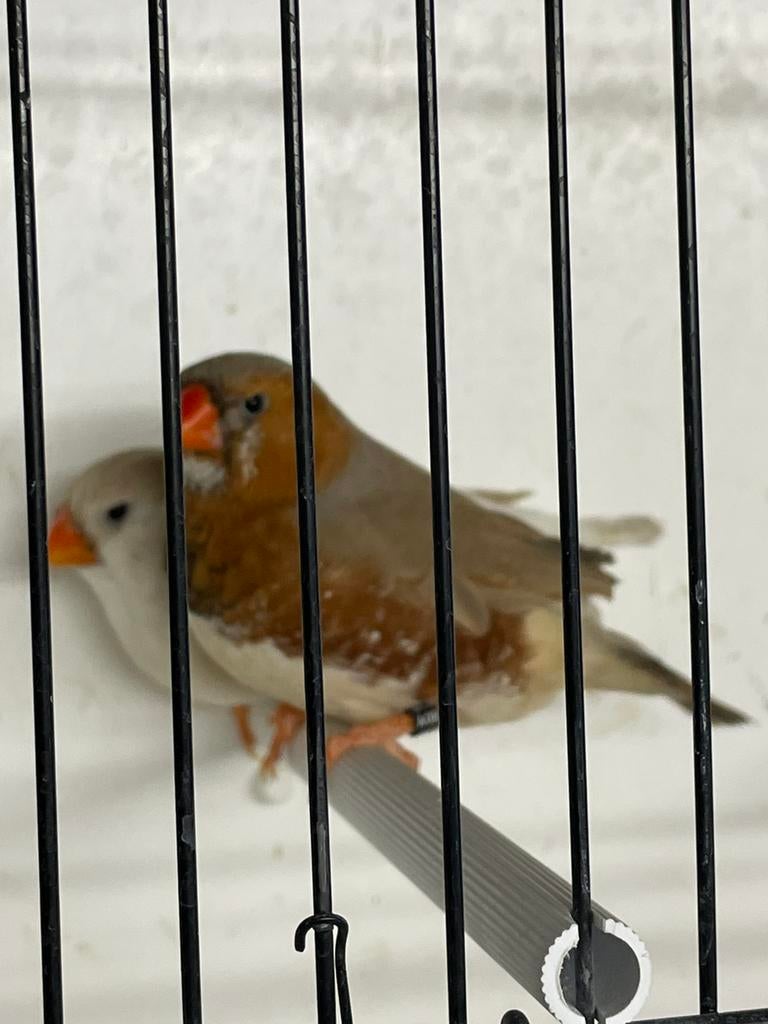 Koppel oranjeborst zwartborst zebravinken, Dieren en Toebehoren, Vogels | Overige Vogels, Tropenvogel, Meerdere dieren, Geringd