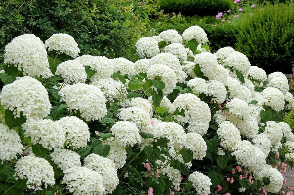 ‼️hortensia anabelle aan stuntprijzen ‼️, Ophalen, Hortensia