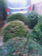 Taxus als voor wolken totaal voor 6 lopende met te planten ,, Enlèvement ou Envoi, Printemps, Ombre partielle, Moins de 100 cm