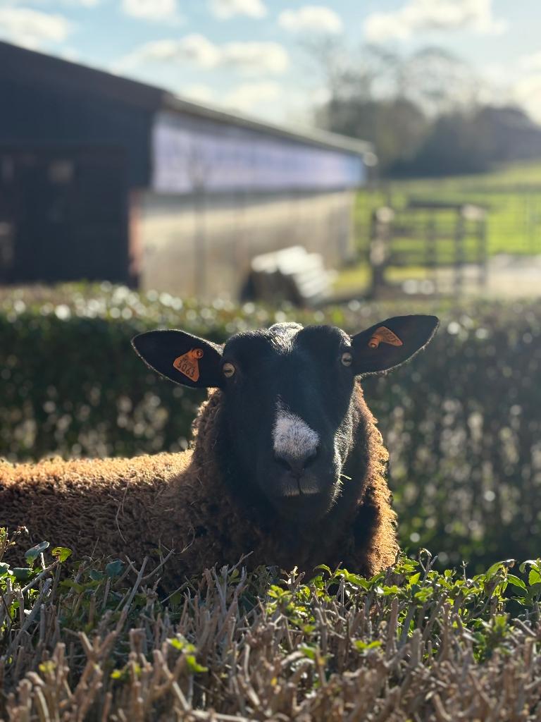 Zwartbles ooi, Dieren en Toebehoren, Vrouwelijk, Schaap, 3 tot 5 jaar