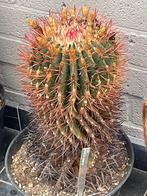 Cactus: Ferocactus stainesii, Maison & Meubles, Plantes d'intérieur, En pot, Plein soleil, Plante à fleurs, Moins de 100 cm